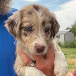 Boy 1 - Red merle male Border Collie puppy in Shawnee, Oklahoma from Cross K Working Collies - Pure Bred Border Collies