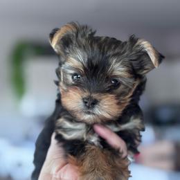 Jewels (toy size) - Black and tan female Yorkshire Terrier puppy in Antioch, Nevada from Precious Puppies