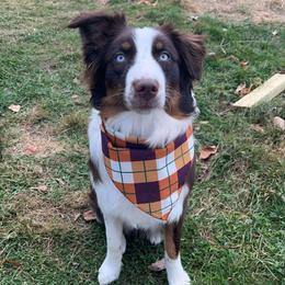 Pierce - Australian Shepherd
