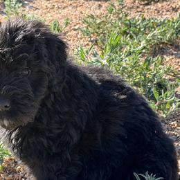 Clover - Black female Bouvier des Flandres puppy in Wellington, Colorado from Blood Family Frenchies and Bouvs