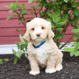 Boston - Caramel male Australian Labradoodle puppy in Williamstown, New York from Lewis Manor Labradoodles