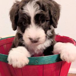 Lewis - Red male Aussiedoodle puppy in Pamplin, Virginia from Hope & Joy Acres