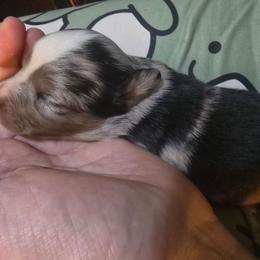 Scorch - Blue merle male Miniature Australian Shepherd puppy in Arlington, Texas from CopperHead Aussies