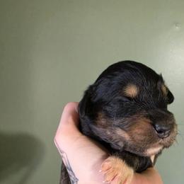 Starling - Black tri-color male Australian Shepherd puppy in London, Kentucky from Kenmont Kennels