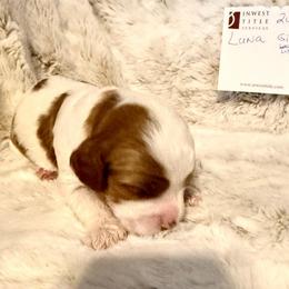 Girl 3 Luna - Blenheim female Cavapoo puppy in Bountiful, Utah from PJs Puppy Love
