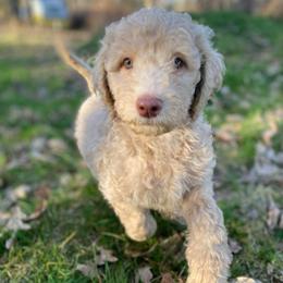 Moose (Orange Collar) - Caramel red male Labradoodle puppy in Toledo, Washington from Bigfoot Doodles