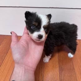 Viserys - Black tri-color male Australian Shepherd puppy in Harrogate, Tennessee from Rocky Top Paws
