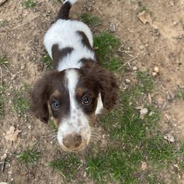 Dachshund Puppies from Twisted C’s Dachshunds
