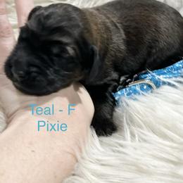 Teal - pixie - Sable female Goldendoodle puppy in Orange City, Florida from Rainbow Doodle