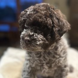Gemma - Brown roan Lagotto Romagnolo puppy in Santa Fe, New Mexico from Raven Meadow Ranch