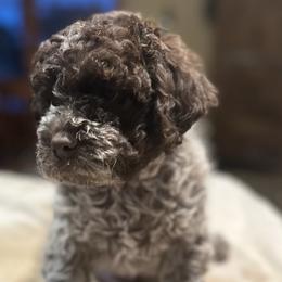 Gemma - Brown roan Lagotto Romagnolo puppy in Santa Fe, New Mexico from Raven Meadow Ranch