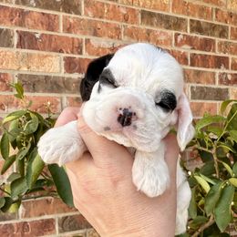 Girl 2 - Black white and tan Cocker Spaniel puppy in Texas from Sisu Cockers