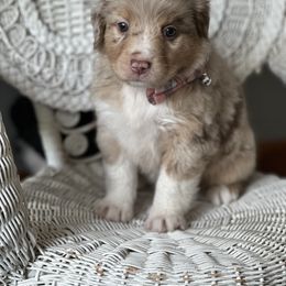 Miniature Australian Shepherd Puppies from JW Ranch
