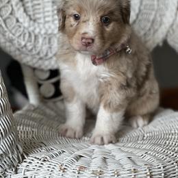Miniature Australian Shepherd Puppies from JW Ranch