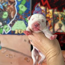Male 4 - White and black male Dalmatian puppy in Lake Mathews, California from Bully Market