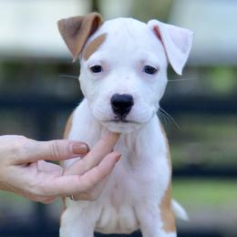 Girl 2 - Red female American Staffordshire Terrier puppy in St. Augustine, Florida from LBK & Ancient City