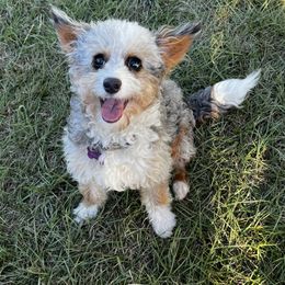 Opal - Blue merle Aussiedoodle puppy in Seattle, Washington from Clemleth Aussiedoodles