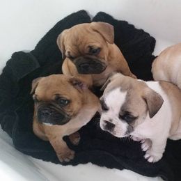 French Bulldog Puppies from Ginny's Frenchie's