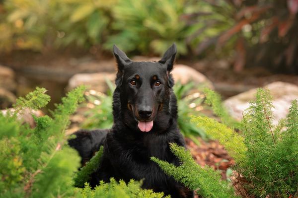 A black and tan Beauceron lays in the grass