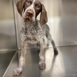 German Shorthaired Pointer Puppies from Aus Dem Norden GSP’s