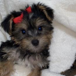 Yorkshire Terriers from Yorkie Pups
