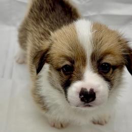 Pembroke Welsh Corgi Puppies from Crown Legacy Pembroke Corgis