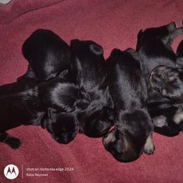 Girl 1 - Black female Miniature Schnauzer puppy in Atascadero, California from Zion Miniature Schnauzers