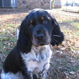 English Springer Spaniel Puppies from Heart of Dixie Springers