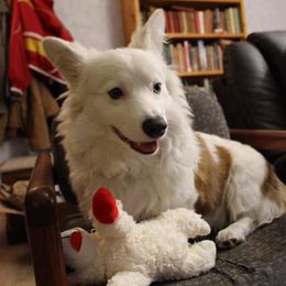 Pembroke Welsh Corgi Puppies from Hayday Ranch Corgis