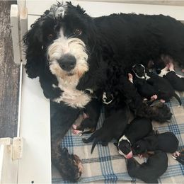 Harmony - Bernedoodle