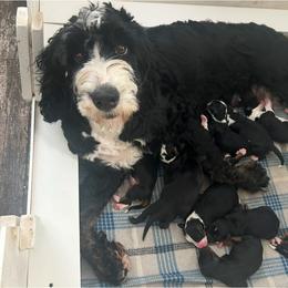 Harmony - Bernedoodle