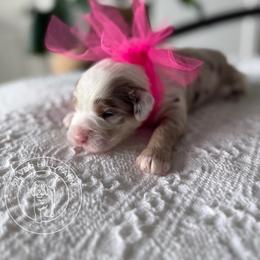 Girl 1 - Merle female Cavapoo puppy in Fayetteville, Arkansas from Silver Hill Farm