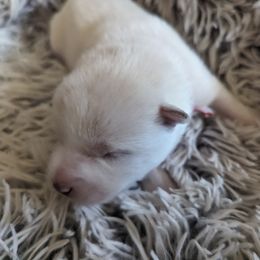 Pomsky Puppies from Valparaiso Pomskys