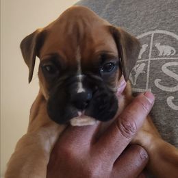 Jesse - Fawn male Boxer puppy in Toledo, Ohio from Julie Wilmore Olympic Boxers