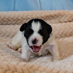 Lowchen Puppies from Dragonne Lowchen