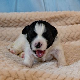 Lowchen Puppies from Dragonne Lowchen