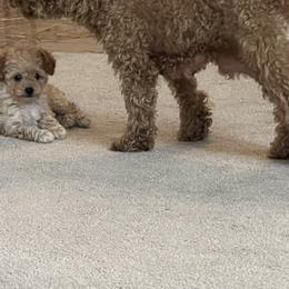 Poodle Puppies from ItalianToyPoodles