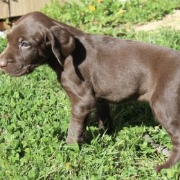 German Shorthaired Pointers from Knoll Creek GSP