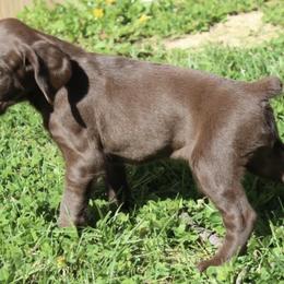 German Shorthaired Pointers from Knoll Creek GSP