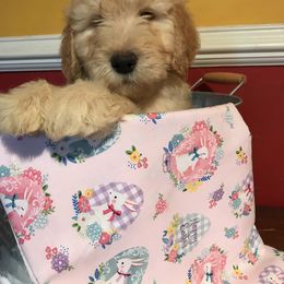 Goldendoodle Puppies from Toneytails Doodles