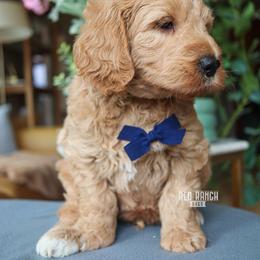 Vinyl - Apricot male Goldendoodle puppy in Salado, Texas from Red Ranch Dogs