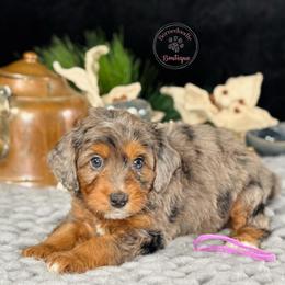Purple Girl - Merle female Bernedoodle puppy in Waukesha, Wisconsin from Bernedoodle Boutique (and Cavapoos)