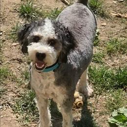 Masha - Bernedoodle