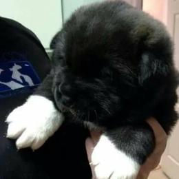 Shiba Inu Puppies from Avalon/Amaterasu-Omikami Sou