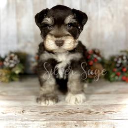 Miniature Schnauzer Puppies from Silver Sage Schnauzers