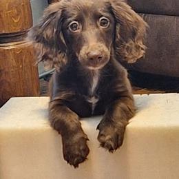 Miss. Violet - Dachshund