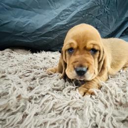 Male Red (Copper) - Red and white male Basset Hound puppy in Oviedo, Florida from Boss Farms