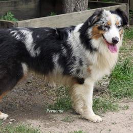 Australian Shepherds from Pernema Kennel