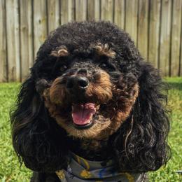 Kimchi - Poodle
