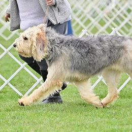 Otterhounds from Aberdeen Otterhounds